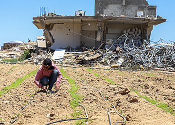 Farmer crouches between rows of crops in a field with a damaged building and debris in the background