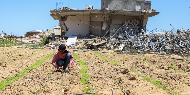 Farmer crouches between rows of crops in a field with a damaged building and debris in the background