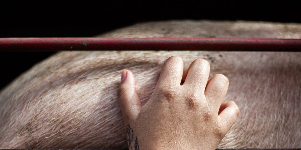 An activist scratches the side of a pig loaded inside a transport truck in Buenos Aires, Argentina, 2019.