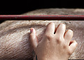 An activist scratches the side of a pig loaded inside a transport truck in Buenos Aires, Argentina, 2019.