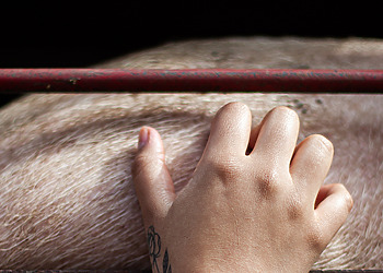 An activist scratches the side of a pig loaded inside a transport truck in Buenos Aires, Argentina, 2019.