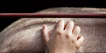 An activist scratches the side of a pig loaded inside a transport truck in Buenos Aires, Argentina, 2019.