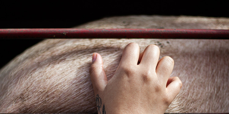 An activist scratches the side of a pig loaded inside a transport truck in Buenos Aires, Argentina, 2019.