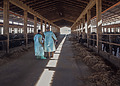 Two veterinarians stand in a barn at an intensive buffalo dairy farm after conducting health checks and brucellosis tests, Salerno, Italy, 2024
