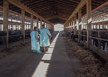 Two veterinarians stand in a barn at an intensive buffalo dairy farm after conducting health checks and brucellosis tests, Salerno, Italy, 2024