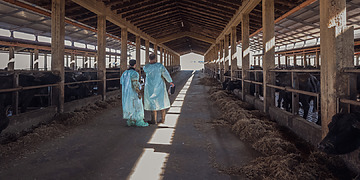 Two veterinarians stand in a barn at an intensive buffalo dairy farm after conducting health checks and brucellosis tests, Salerno, Italy, 2024