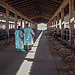 Two veterinarians stand in a barn at an intensive buffalo dairy farm after conducting health checks and brucellosis tests, Salerno, Italy, 2024
