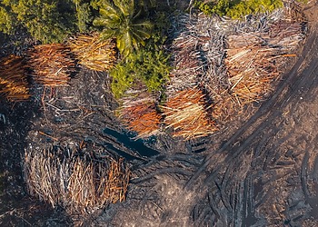 Drone shot capturing deforestation in a tropical environment