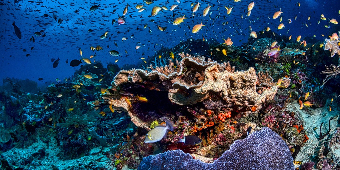 Coral reefs in West Papua, Indonesia