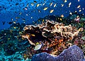 Coral reefs in West Papua, Indonesia